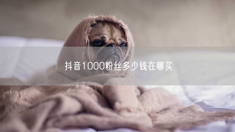 抖音1000粉丝多少钱在哪买