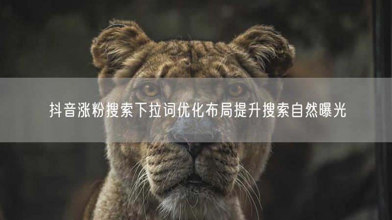 抖音涨粉搜索下拉词优化布局提升搜索自然曝光