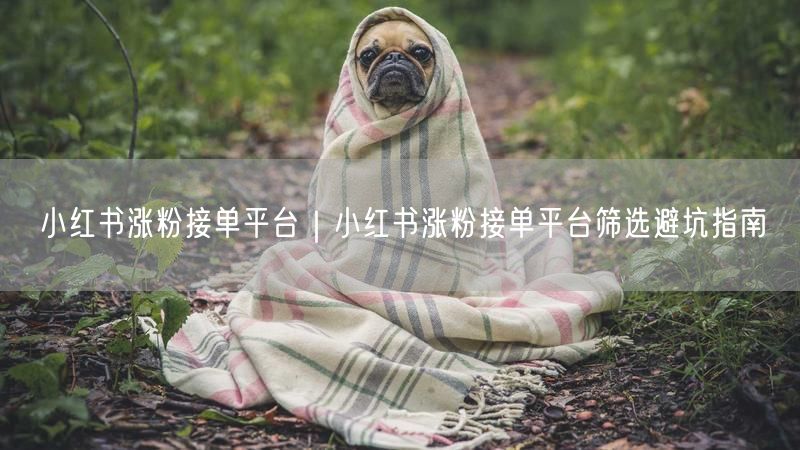 小红书涨粉秘籍：接单平台筛选与避坑指南