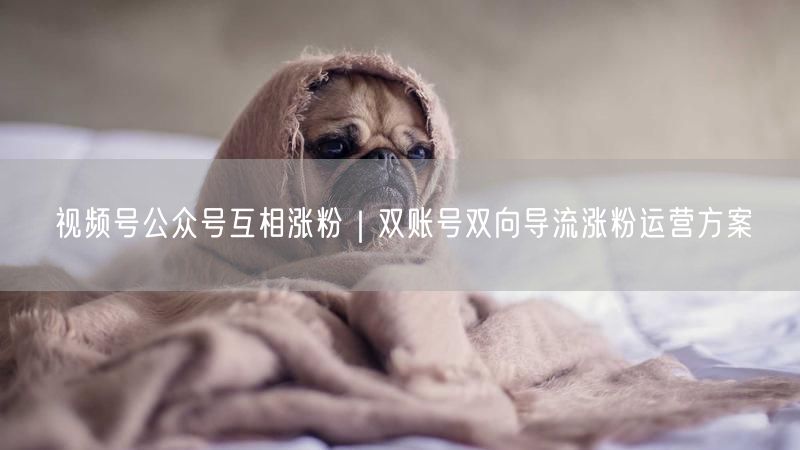 视频号与公众号双向涨粉策略：双账号导流运营方案