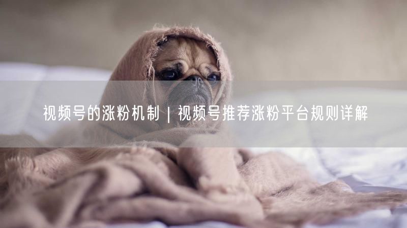 视频号的涨粉机制｜视频号推荐涨粉平台规则详解