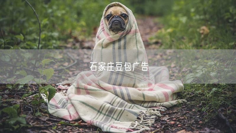 石家庄豆包广告