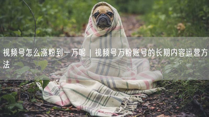 视频号怎么涨粉到一万呢｜视频号万粉账号的长期内容运营方法